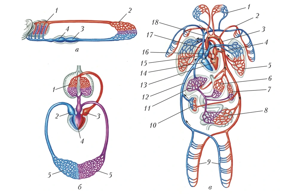 Анатомия кровеносная система схемы