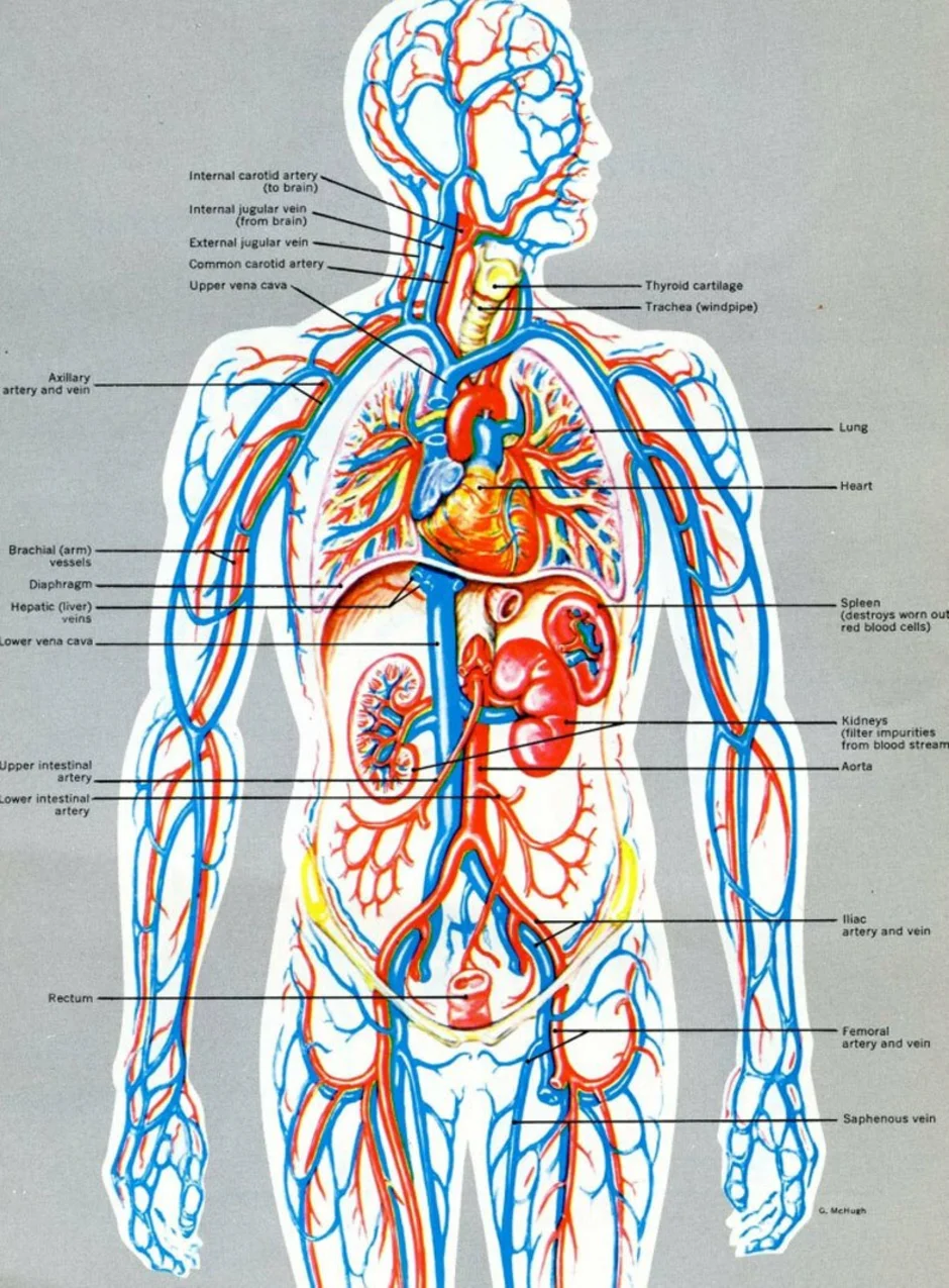 Сосуды оздоровление. Атлас кровеносной системы человека анатомический. Анатомия строение кровеносной системы. Кровеносная система человека схема анатомия. Кровеносная система и вены человека схема.