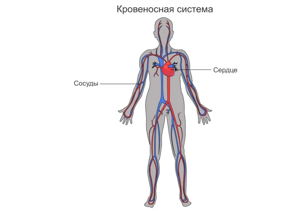 Общий план строения кровеносной системы человека