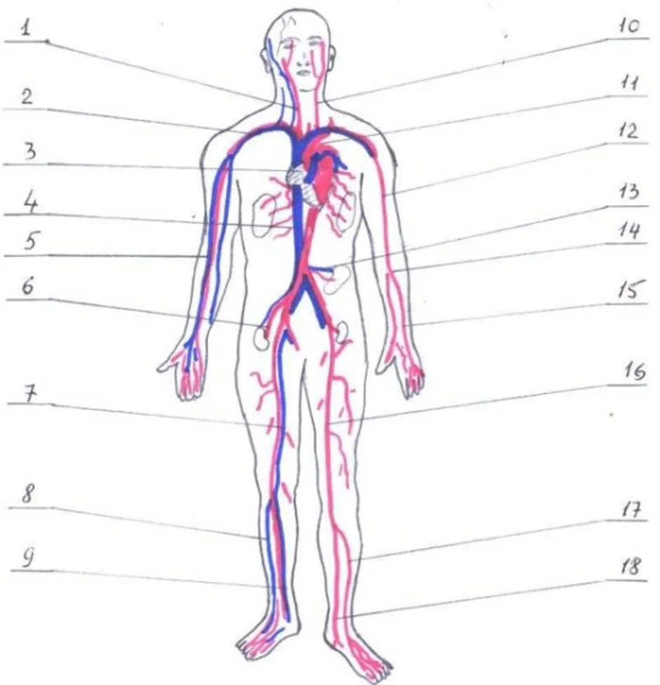 Схема артерий и вен. Венозная кровеносная система человека. Кровеносная система человека схема анатомия. Кровеносные артерии человека схема. Артериальная и венозная система.