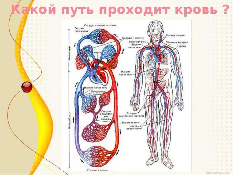 Три отдела кровообращения. Кровеносная система путь крови. Система кровообращения человека схема 8 класс. Кровеносная система человека сердце схема движения крови. Движение крови по кровеносным сосудам человека.