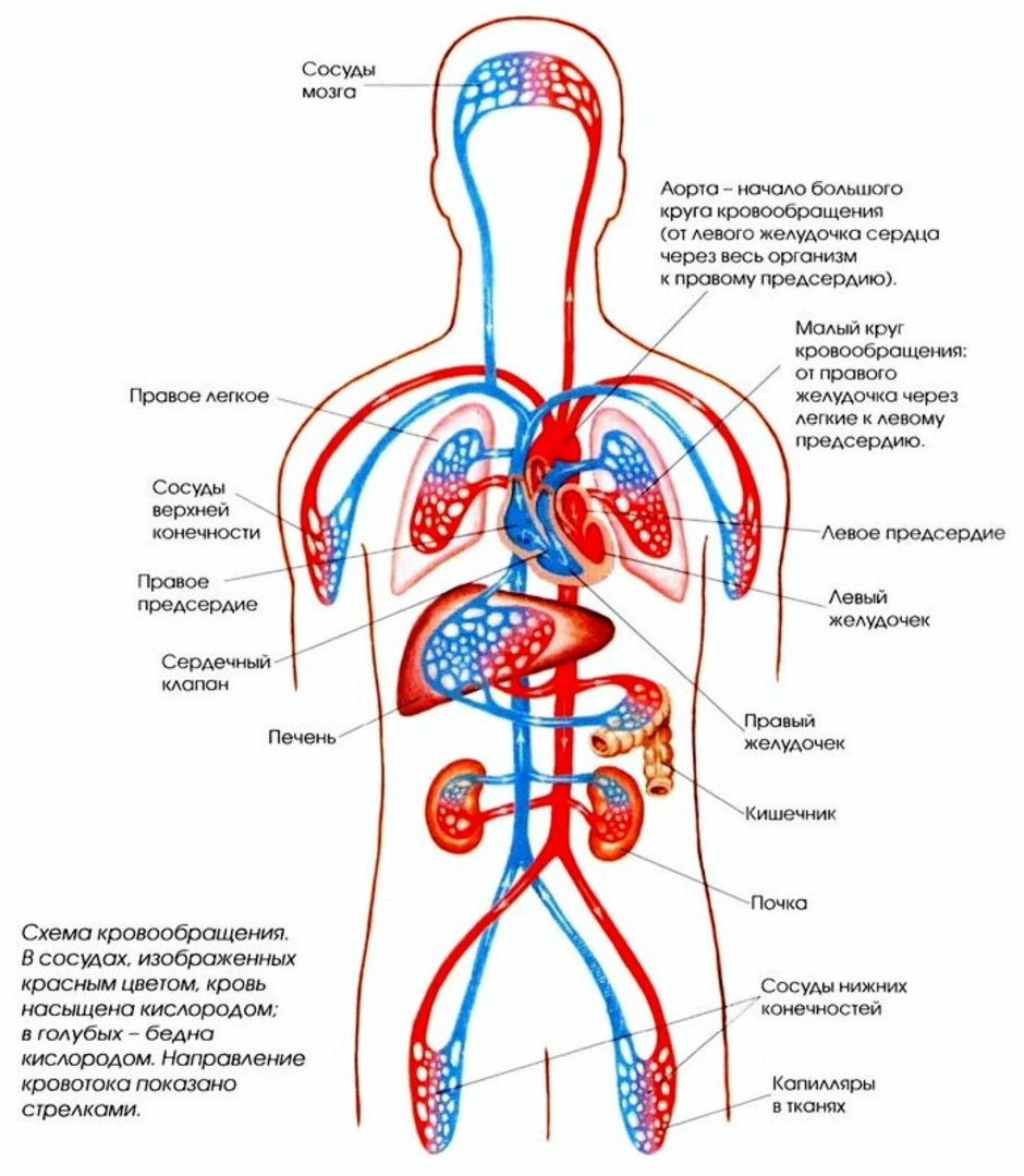 Схема артерий человека картинка