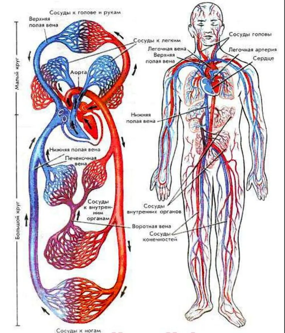 Схема сердечно сосудистой системы человека