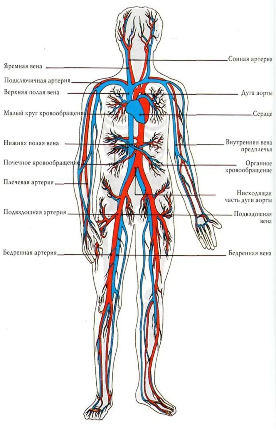 Самая большая вена у человека где находится. Строение артериальной системы. Артериальная система схема артерий. Кровеносная система анатомия артерии. Венозная система человека схема.