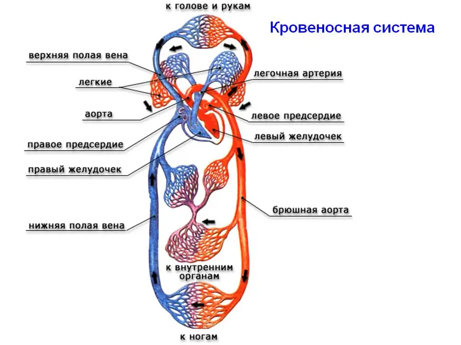 Презентация по биологии 7 класс кровеносная система кровь латюшин