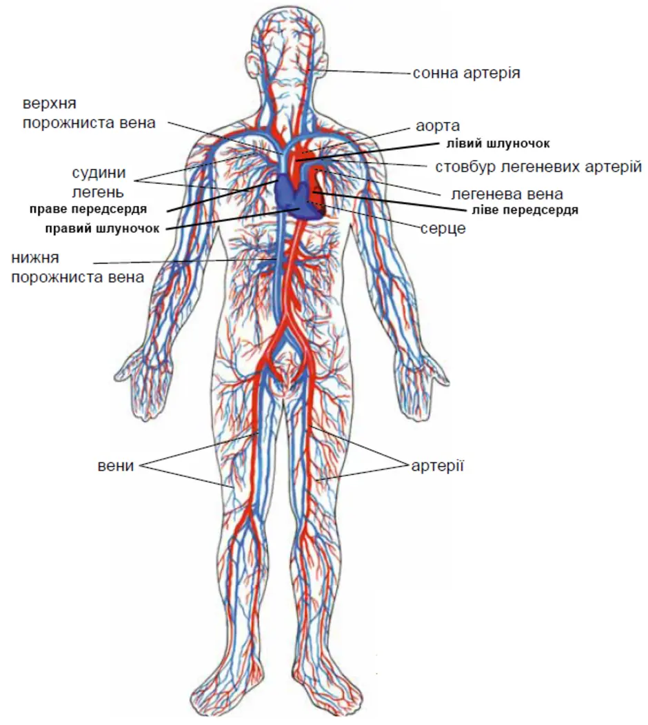 Вены и артерии схема. Сосудистая система человека анатомия вены и артерии. Кровеносные сосуды человека схема артерии вены. Артериальная и венозная система человека рисунок. Венозная и артериальная система строение.
