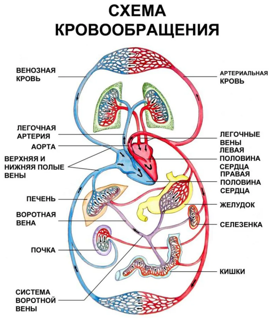 По какому кругу циркулирует жидкость на этом рисунке