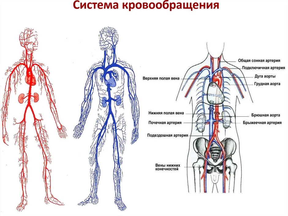 Схема венозной системы человека