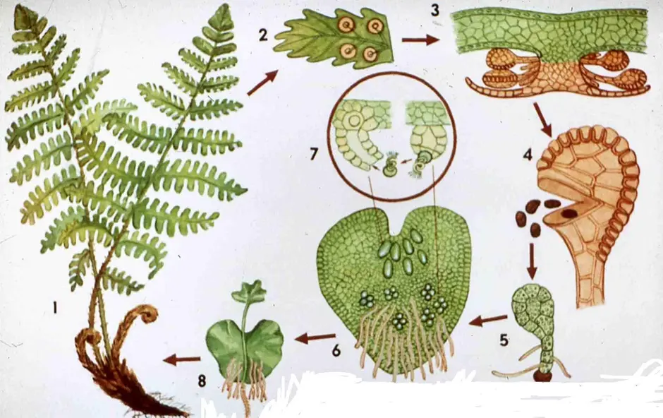 Папоротник цикл развития схема