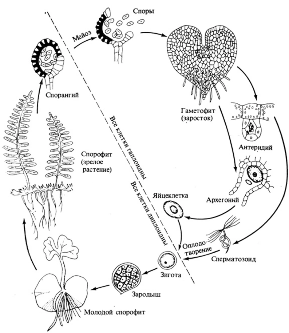 Споры хвощей клетки заростка папоротника спермии. Схема жизненного цикла мхов и папоротников. Цикл развития папоротника схема. Жизненный цикл равноспорового папоротника. Жизненный цикл папоротника орляка схема.