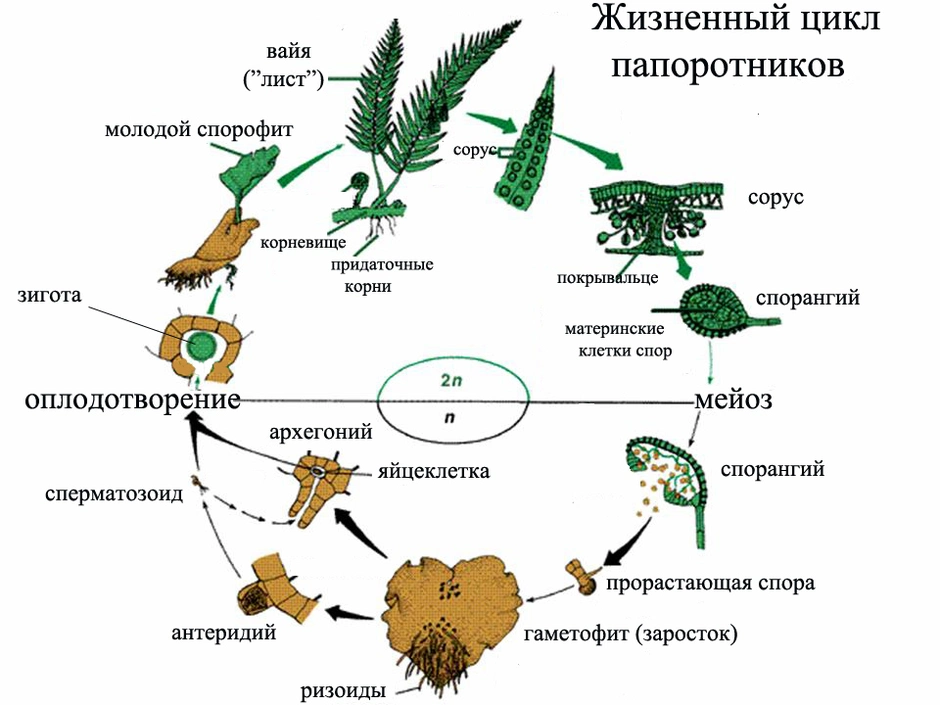 Жизненный цикл папоротника схема с подписями 6 класс