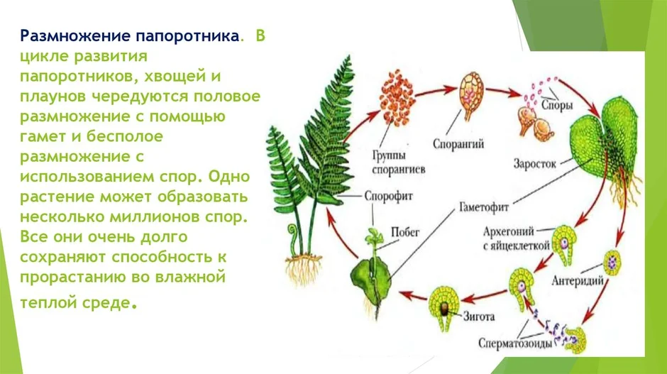 Развитие хвощей картинки