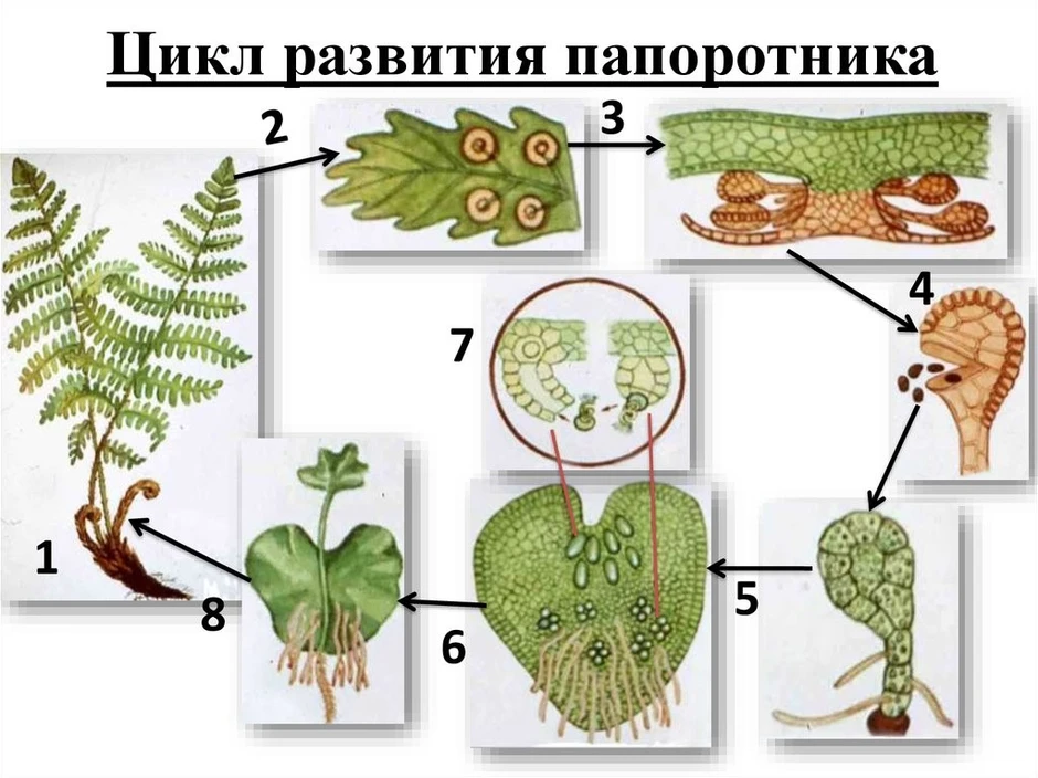 Схема развития мхов и папоротников 6 класс