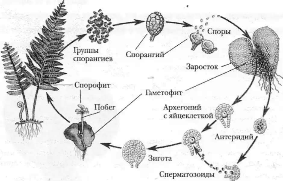 Спорофит папоротника