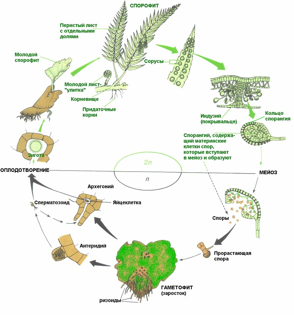 Жизненный цикл папоротника схема с подписями 6 класс