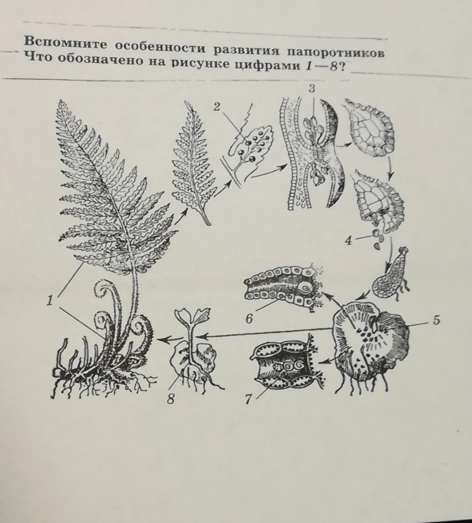 Схема размножения папоротника 6 класс схема