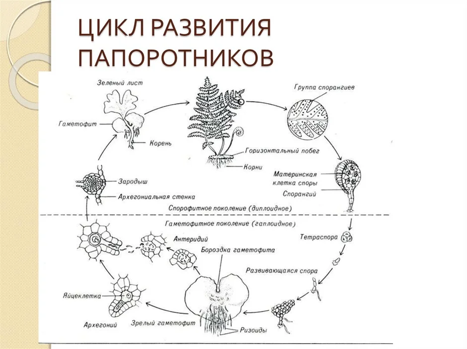 Схема размножения папоротника 6 класс схема