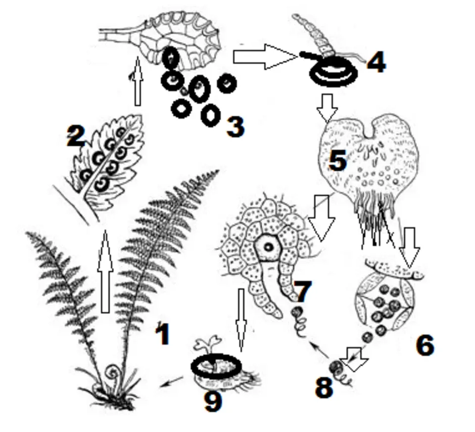 Жизненный цикл размножения папоротника. Цикл размножения папоротников. Цикл развития споровых растений. Размножение папоротников схема. Схема размножения папоротника 6 класс.