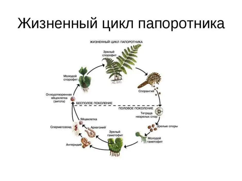 Схема развития папоротника 6 класс