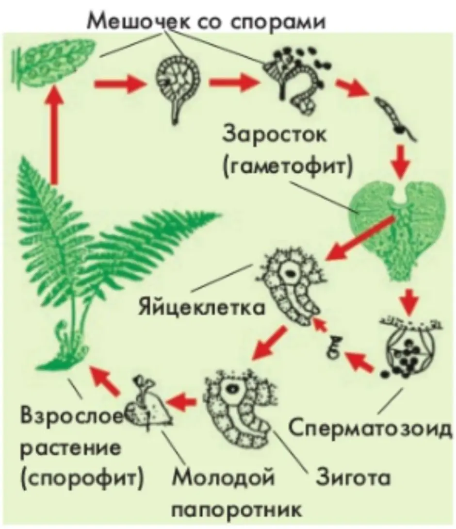 Какие органы отсутствуют у папоротников. Схема развития папоротниковых растений. Цикл размножения папоротников. Размножение папоротников 5 класс. Заросток папоротника строение.