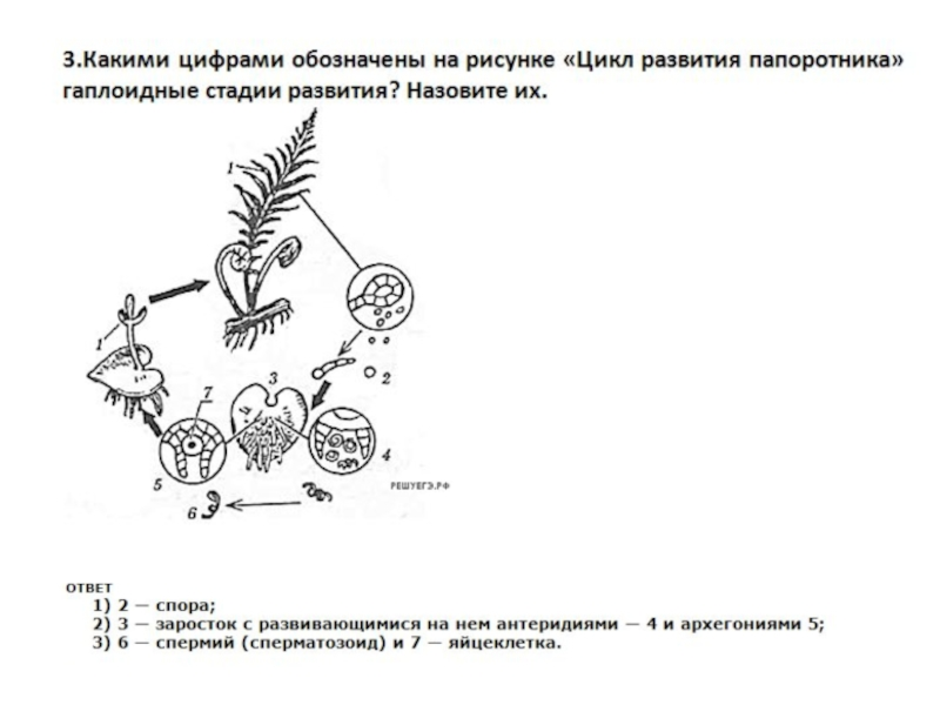 Рассмотрите рисунок что обозначено цифрами. Гаплоидные стадии развития папоротника схема. Цикл развития папоротника гаплоидные стадии. Цикл развития папоротника гаплоидные стадии развития. Гаплоидные стадии развития папоротника.
