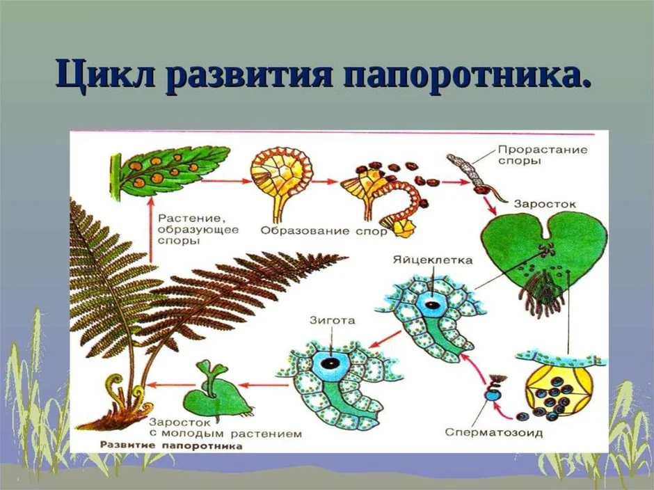 Размножение папоротников схема с пояснением