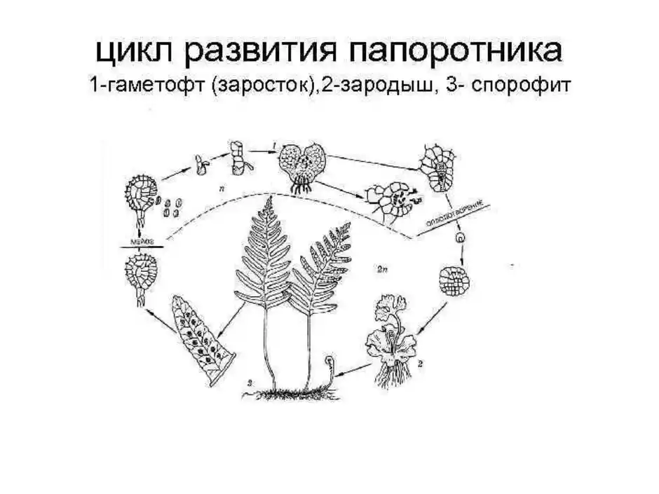 Рассмотрите рисунок на котором изображен цикл развития папоротника