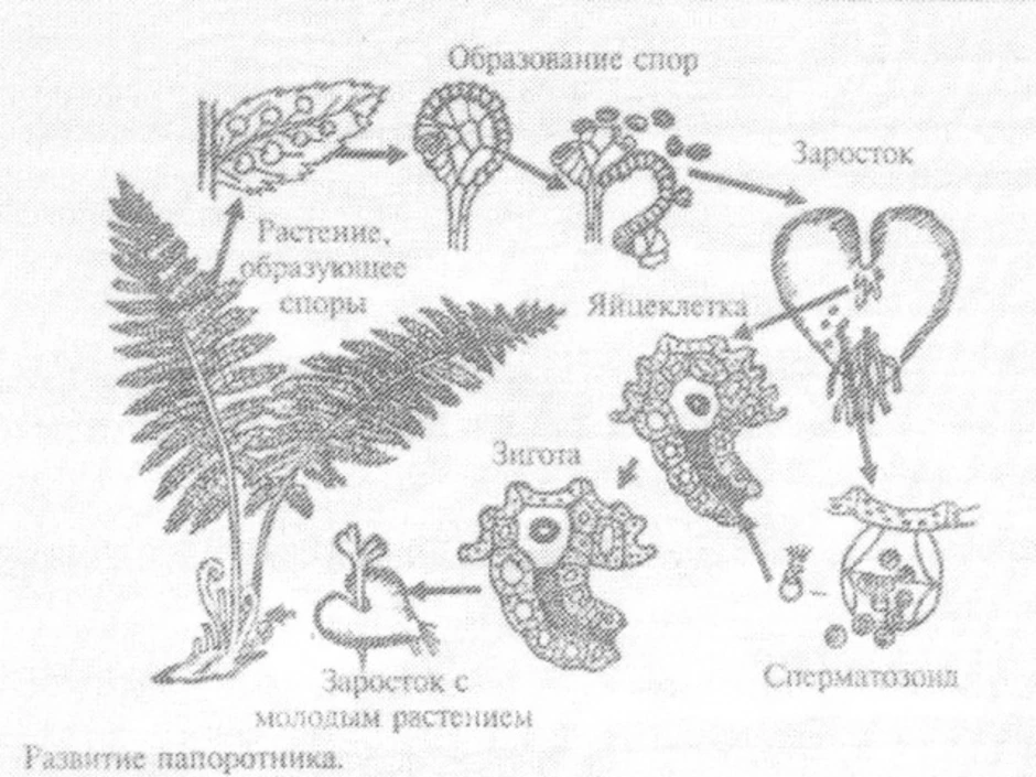 Схема размножения папоротника 6 класс