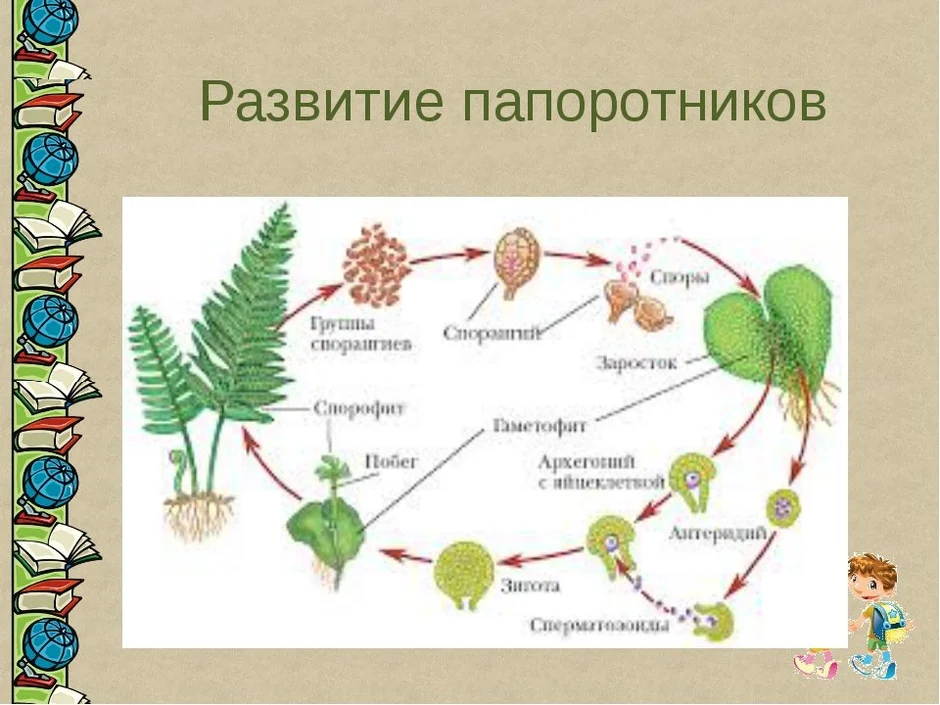 Схема размножения папоротников 6 класс биология