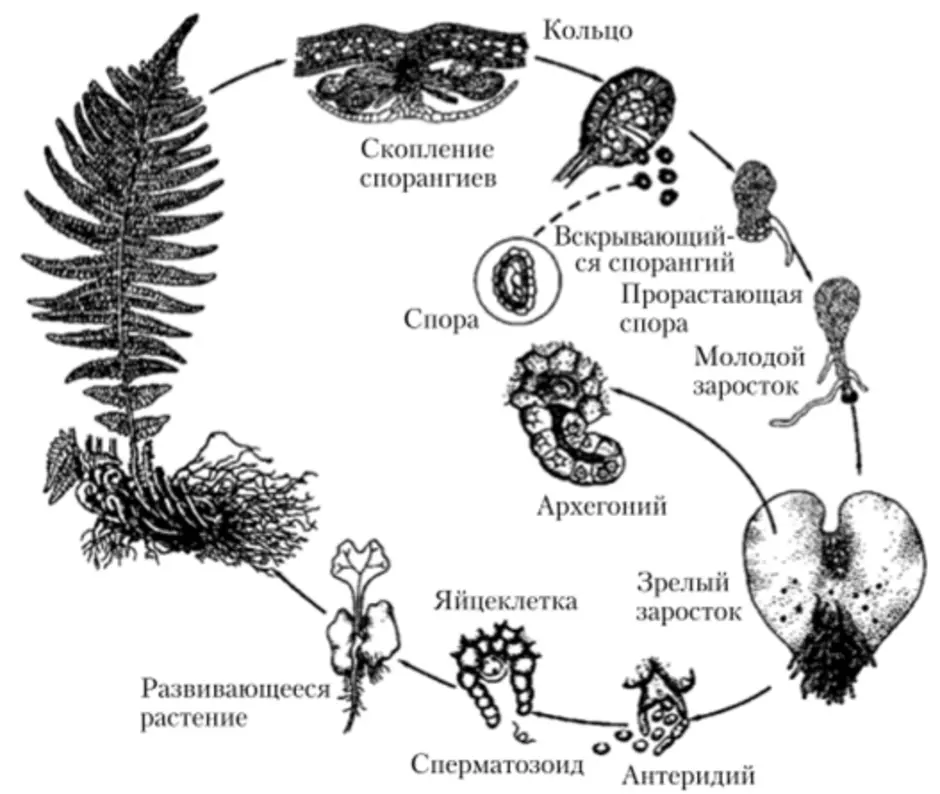 Жизненный цикл папоротника щитовника мужского. Цикл размножения папоротников схема. Каким номером на схеме обозначена спора папоротника