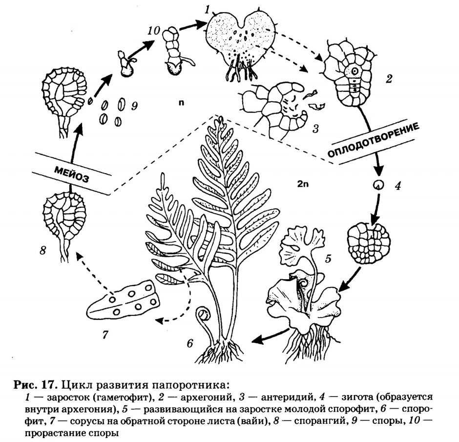 Жизненный цикл папоротника схема с подписями 6 класс