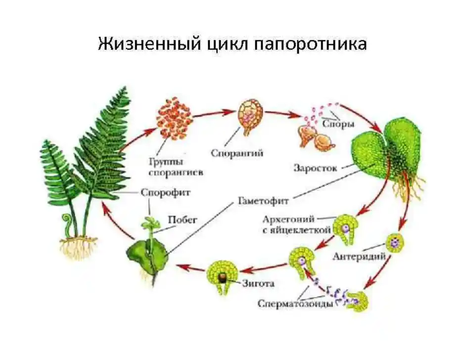 Схема развития мхов и папоротников 6 класс