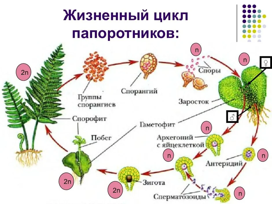 Жизненный цикл папоротника схема 5 класс