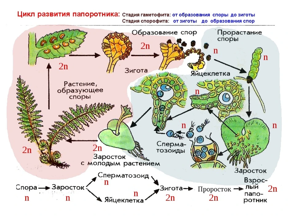 Жизненный цикл папоротника схема с подписями 6 класс