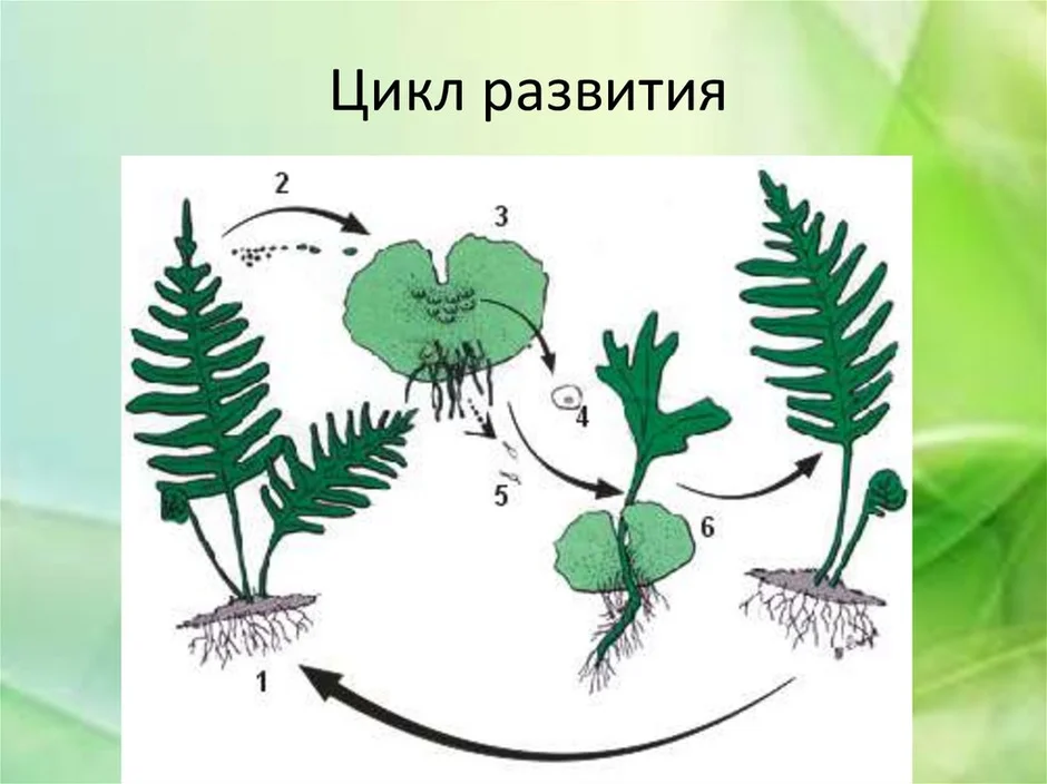 Какими цифрами обозначены на рисунке цикл развития папоротника