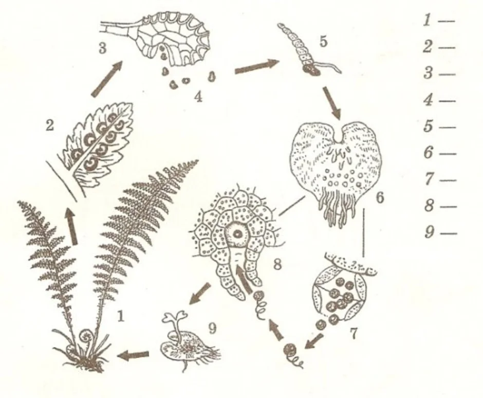 Схема папоротника. Цикл развития папоротника без подписей. Цикл развития папоротника схема без подписей. Жизненный цикл папоротника без подписей. Жизненный цикл папоротника рисунок.
