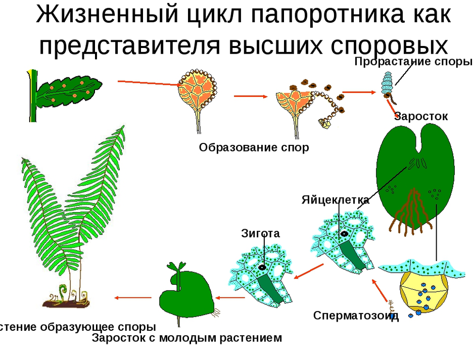 Цикл развития папоротника нарисовать