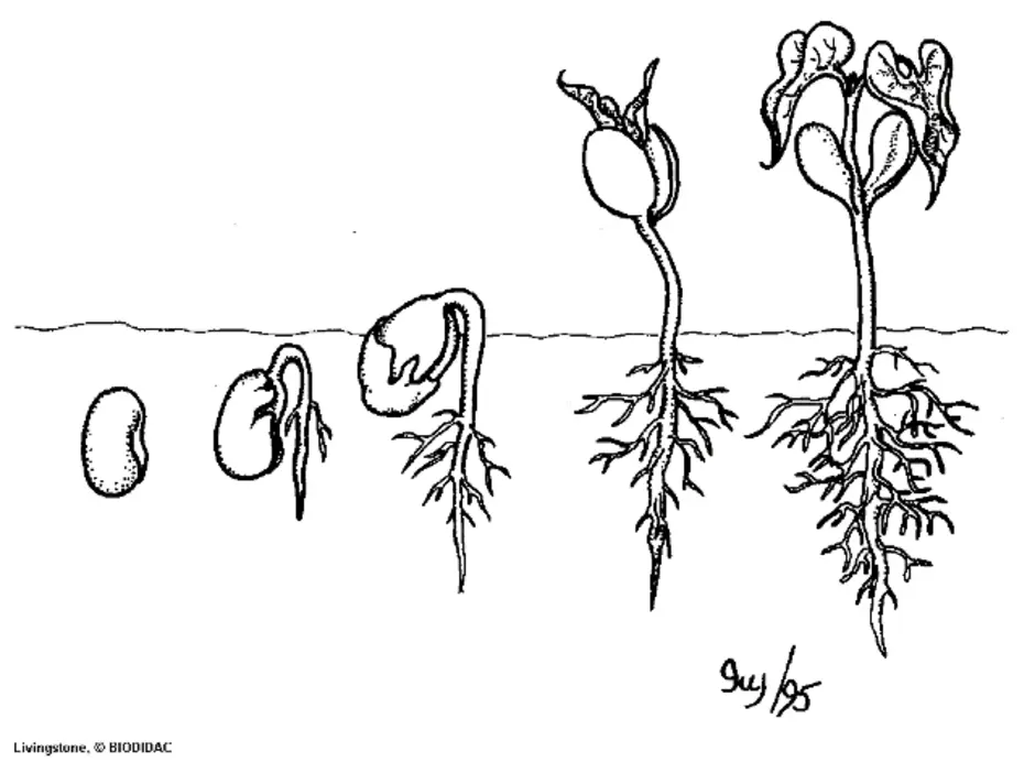 Этапы роста и развития растения. Фазы прорастания семян фасоли. Семя и проросток схема. Стадии прорастания семян фасоли рисунок. Фазы прорастания семян гороха.