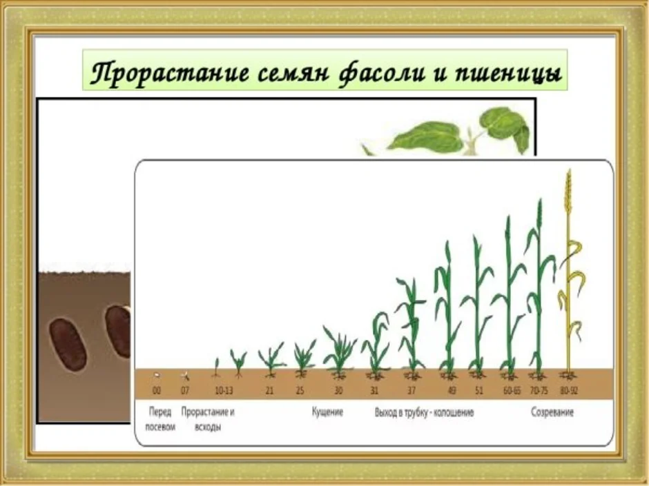 Укажи порядок рисунков при прорастании семени фасоли