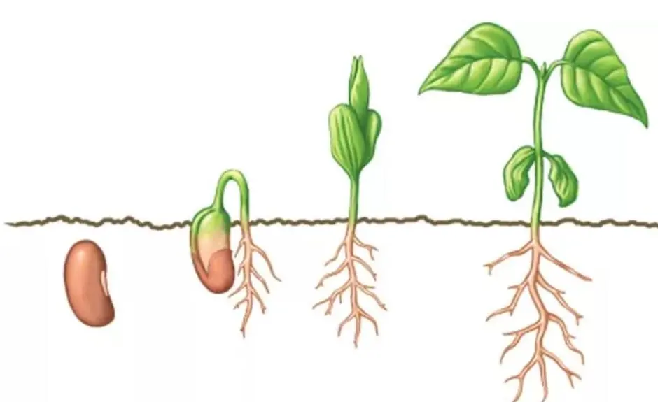Рисунок прорастания семян фасоли