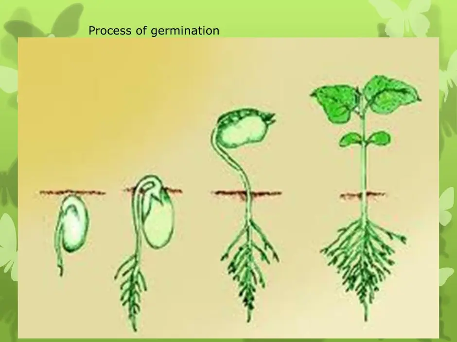 Рисунок прорастания семян