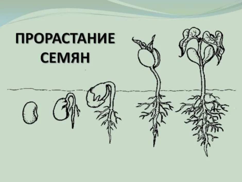 Рисунок прорастания семян