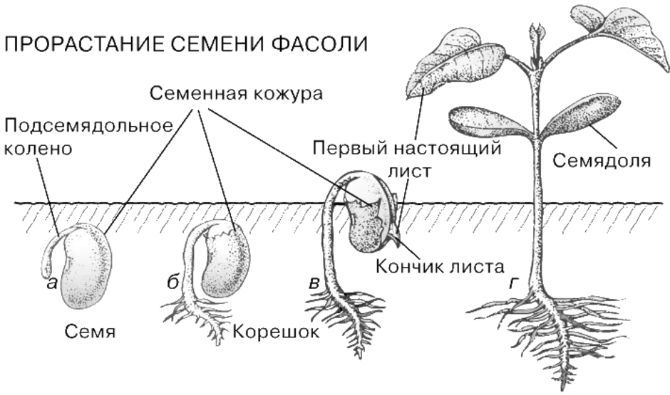 Составьте сообщение о развитии семени используя рисунок назовите процессы