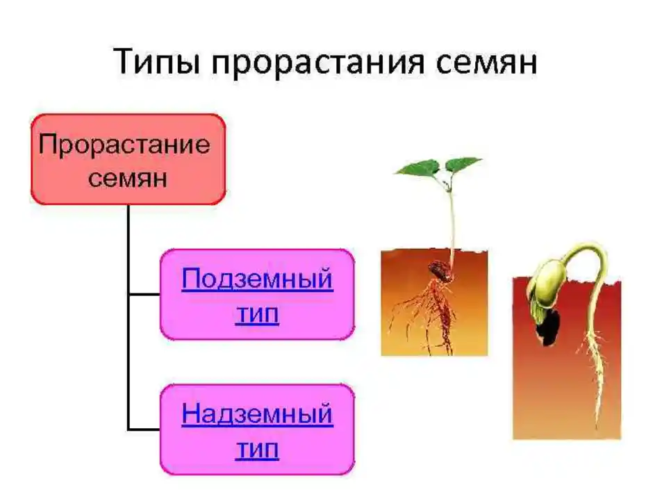 Условия прорастания семян таблица