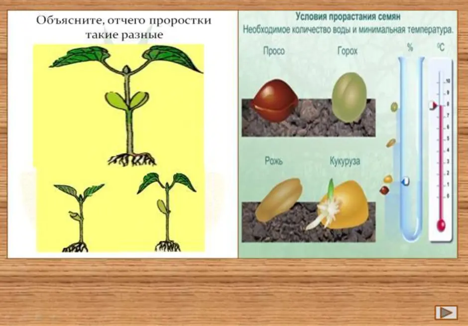 Условия развития семян. Условия прорастания семян. Факторы прорастания семян. Условия прорастания растений. Схема проращивания семян.