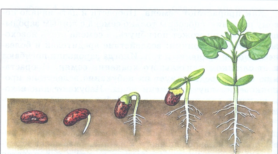 Определи последовательность развития растения из семени. Прорастание семян Боба. Прорастание семян фасоли. Семена фасоли прорастание семян. Проросшие семена фасоли.