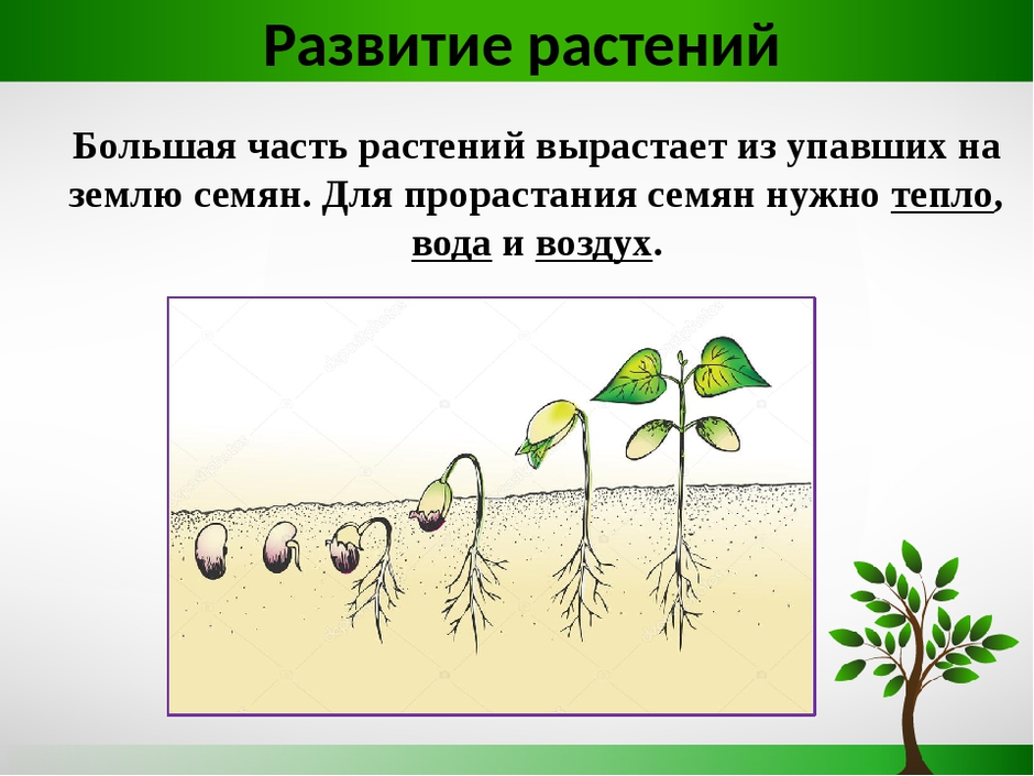 Рисунок на тему рост и развитие растений