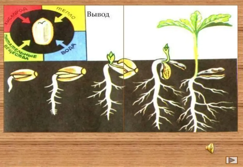 Этапы роста и развития растения. Схема прорастания семян тыквы. Этапы прорастания семян тыквы. Прорастание семян огурца схема. Схема роста семян.