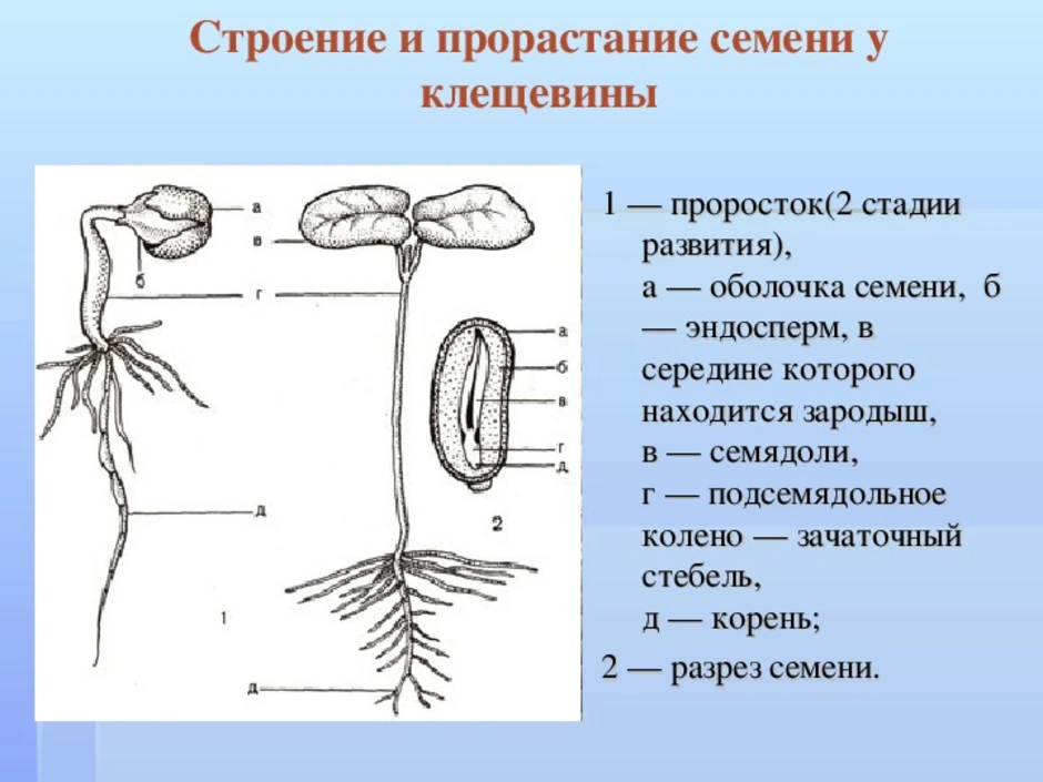 Сходства проростка и зародыша. Эпикотиль и гипокотиль. Семян клещевины строение. Строение проростка тыквы. Строение проросшего семени.