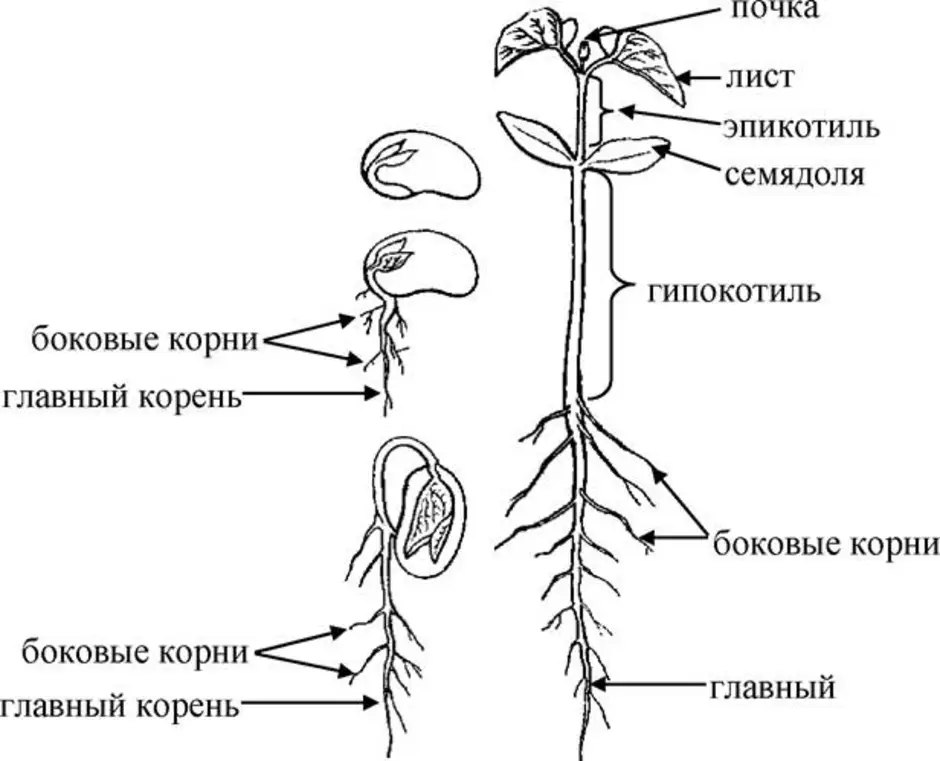 Главный корень зародыша развивается. Строение корня проростка фасоли. Строение проростка фасоли. Корешки фасоли пророст. Проросток эпикотиль гипокотиль.